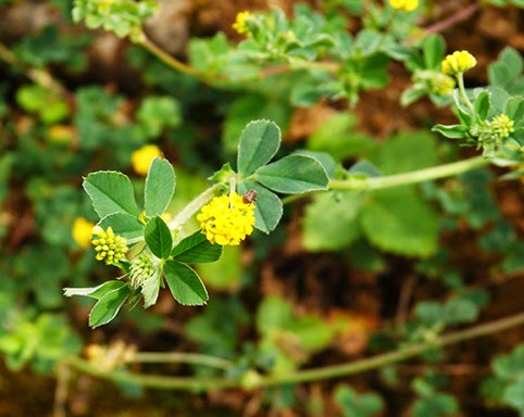 Mielga negra (Medicago lupulina) flor silvestre amarilla