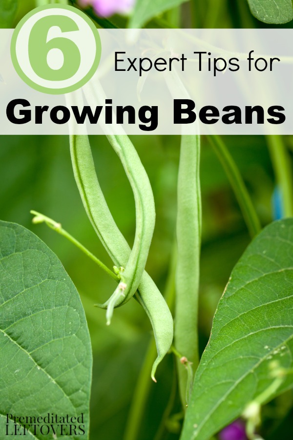 Planting Beans Tips for Growing Beans in Your Garden Everything