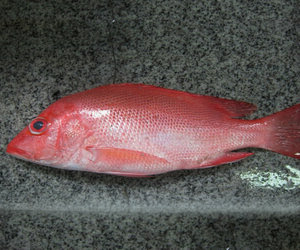 Umpan Mancing Ikan Kakap Merah yang Ampuh Tips Ikan 