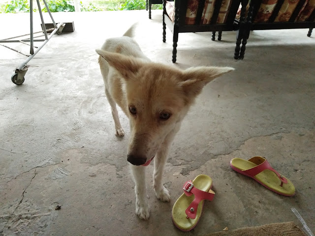white dog named Mantou white dog named Mantou