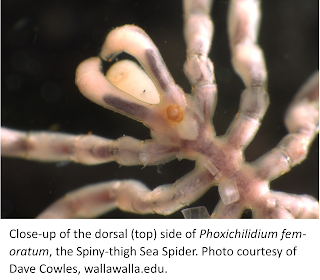 The dorsal (top) side of Phaxichilidum femoratum, the Spiny-though Sea Spider. 