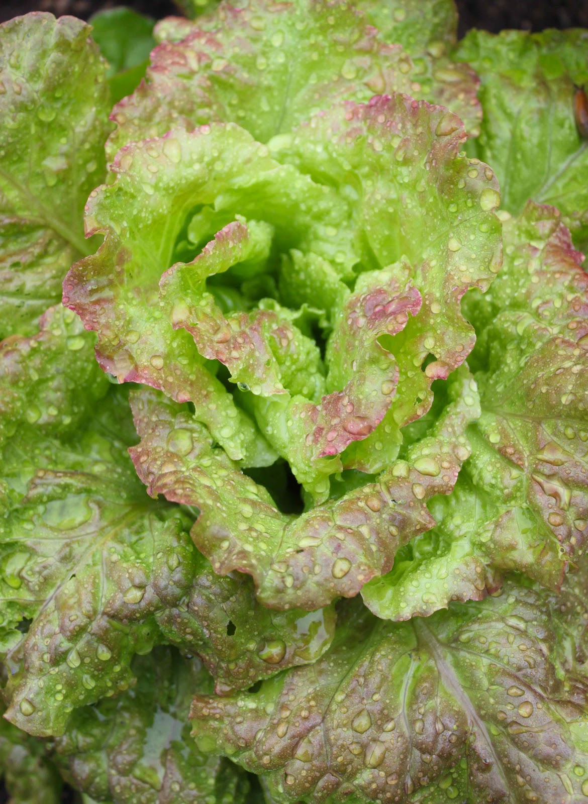 niki-jabbour-the-year-round-veggie-gardener-a-rainy-day-garden-tour