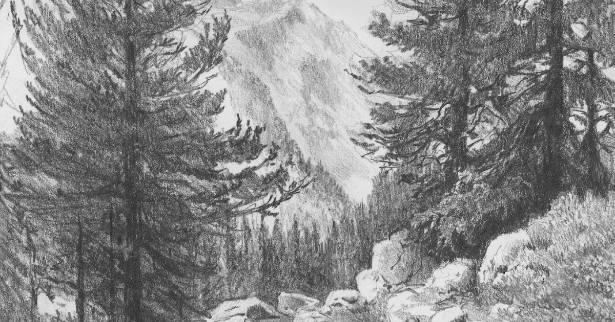 лес карандашом. раскраска лес сосна. эскиз леса. хвойный лес карандашом. сосна в графике.