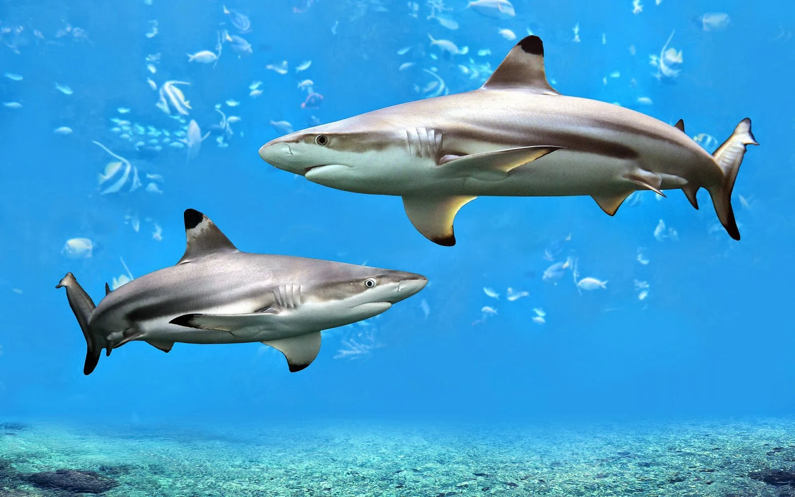 Twee haaien in mooi helder water