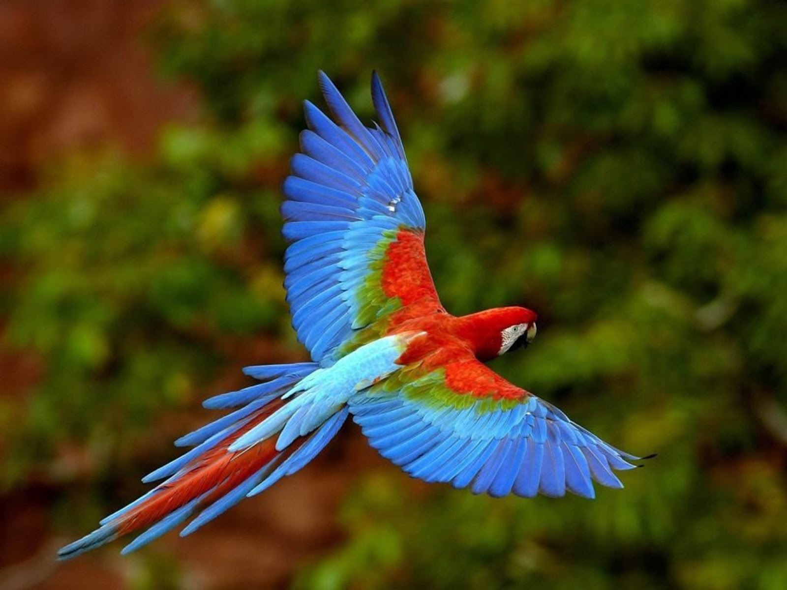 Виды Тропических Птиц Фото И Названия