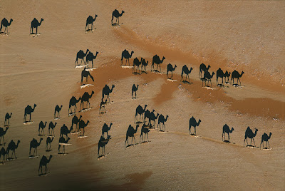Resultado de imagen de imagen sombra camellos
