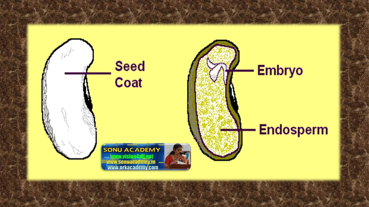 SONU ACADEMY Structure of seed