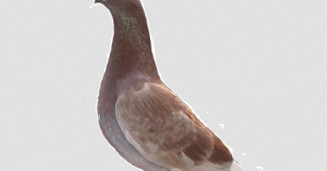 Gambar Burung Merpati Balap Terbang Tinggian Dan Dasar Sprint Juara Gambar Foto Burung Merpati