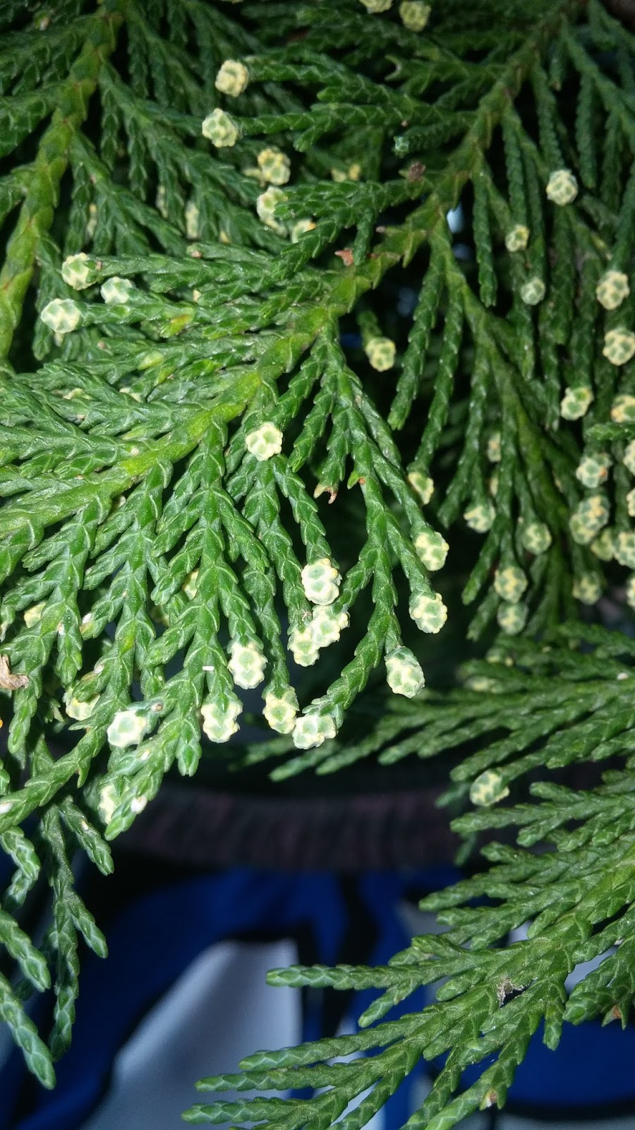 Trees Cupressocyparis leylandii Leyland Cypress