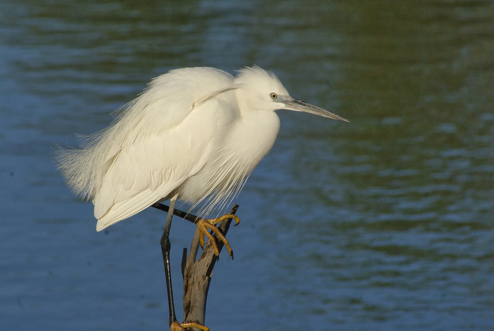 Pasi n Por Las Aves Garceta Com n Egretta Garzetta pasi-n-por-las-aves-garceta-com-n-egretta-garzetta