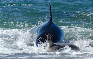 Las familias de Orcas de Península Valdés en Punta Norte