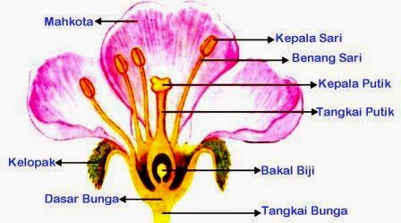 Anatomi Bunga  Dan Fungsinya Kebunpedia