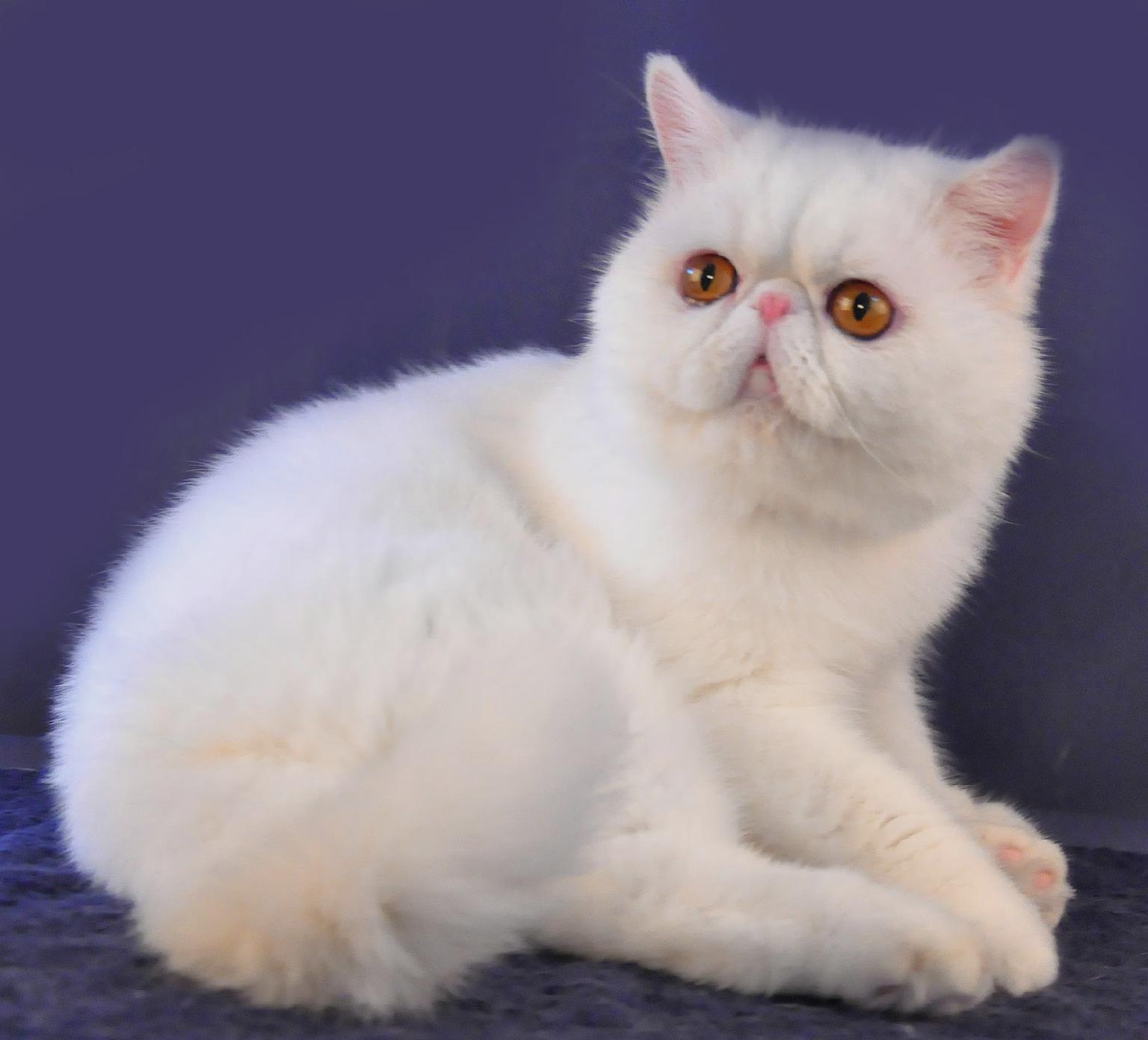 Populer Download Gambar Kucing Bersuara | Goodgambar
