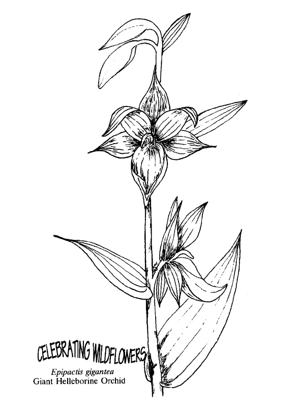 Download Coloring Pages for Kids: Orchid Flower Coloring Page