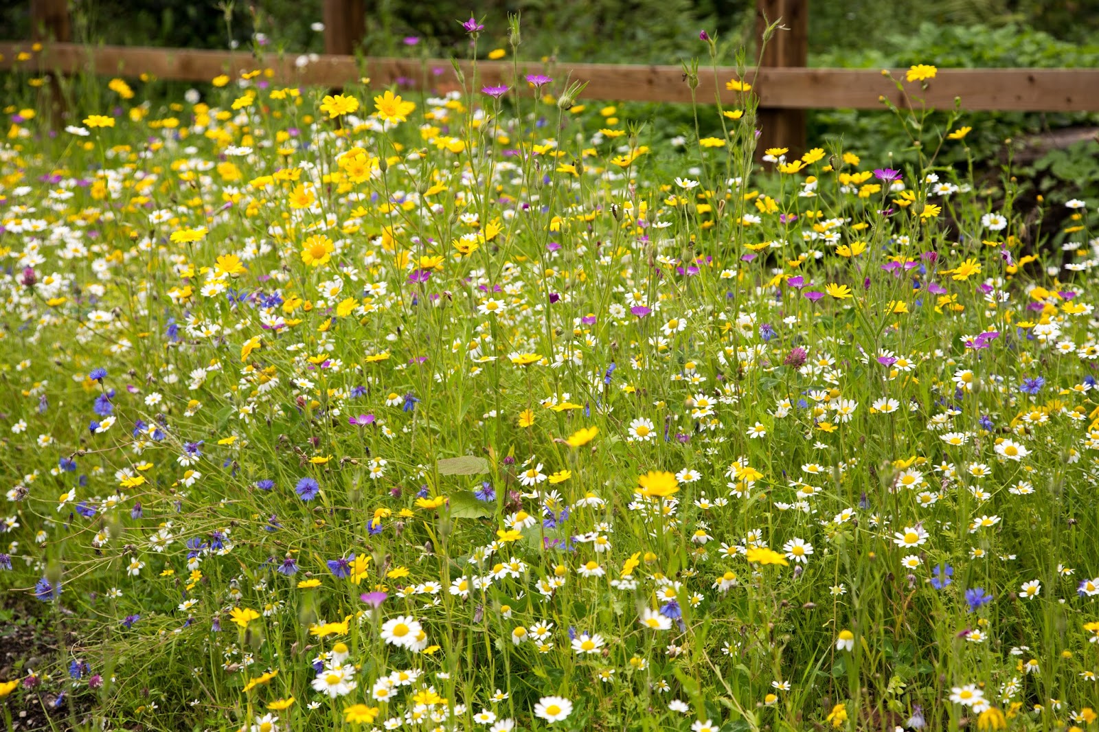 Chipster63 Photography: Wild Flower Meadow