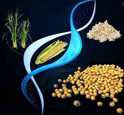 Alimentos Transgênicos Alimentos Transgênicos