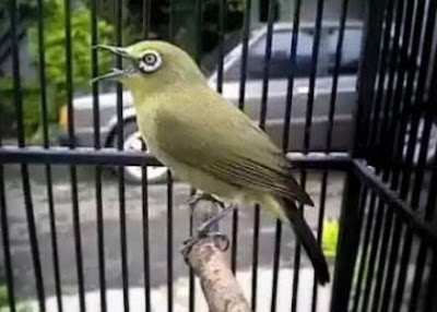 pleci maput nektar racikan, nektar buatan, nektar pleci