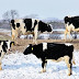 Quatre vaches sont abattues par balles dans un champ