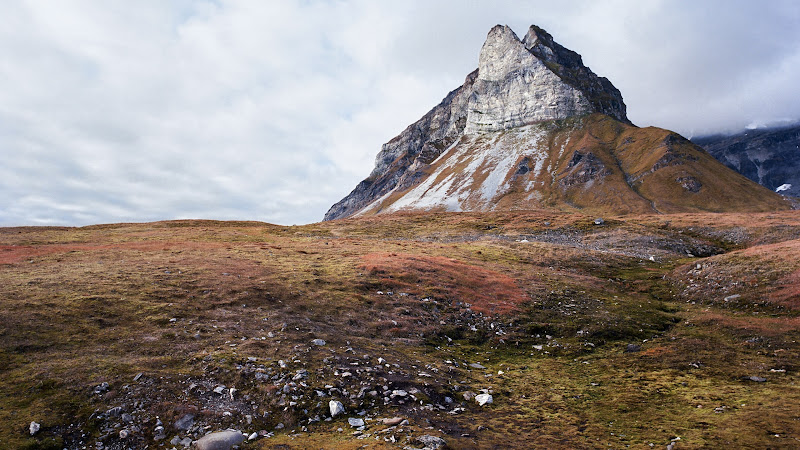 Alkehornet, Svalbard