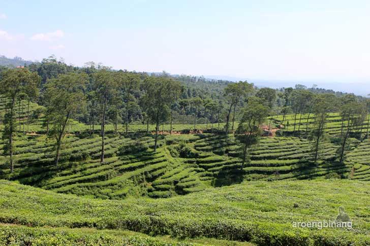 agrowisata perkebunan teh pagilaran batang