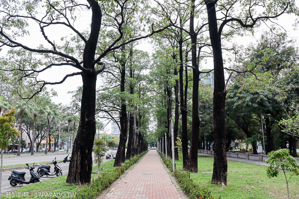 台中南區|興大綠園道|綠川河畔風鈴木|台中最長洋紅風鈴木步道|江川公園 台中南區|興大綠園道|綠川河畔風鈴木|台中最長洋紅風鈴木步道|江川公園