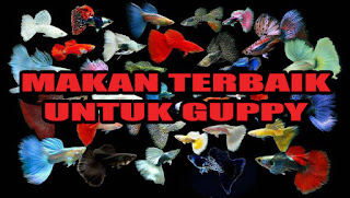 Makanan Terbaik Untuk Guppy Jual Makanan Terbaik Guppy, Harga Makanan Terbaik Guppy, Toko Makanan Terbaik Guppy, Diskon Makanan Terbaik Guppy, Beli Makanan Terbaik Guppy, Review Makanan Terbaik Guppy, Promo Makanan Terbaik Guppy, Spesifikasi Makanan Terbaik Guppy, Makanan Terbaik Guppy Murah, Makanan Terbaik Guppy Asli, Makanan Terbaik Guppy Original, Makanan Terbaik Guppy Jakarta, Jenis Makanan Terbaik Guppy, Budidaya Makanan Terbaik Guppy, Peternak Makanan Terbaik Guppy, Cara Merawat Makanan Terbaik Guppy, Tips Merawat Makanan Terbaik Guppy, Bagaimana cara merawat Makanan Terbaik Guppy, Bagaimana mengobati Makanan Terbaik Guppy, Ciri-Ciri Hamil Makanan Terbaik Guppy, Kandang Makanan Terbaik Guppy, Ternak Makanan Terbaik Guppy, Makanan Makanan Terbaik Guppy, guppy breeding Makanan Terbaik Guppy, guppies for sale Makanan Terbaik Guppy, guppy care Makanan Terbaik Guppy, breeding guppiesMakanan Terbaik Guppy, male guppiesMakanan Terbaik Guppy, female guppiesMakanan Terbaik Guppy, guppy aquariumMakanan Terbaik Guppy, baby guppiesMakanan Terbaik Guppy, poecilia reticulataMakanan Terbaik Guppy, guppy tankMakanan Terbaik Guppy, guppy fryMakanan Terbaik Guppy, guppy giving birthMakanan Terbaik Guppy, how long do guppies liveMakanan Terbaik Guppy, guppysMakanan Terbaik Guppy, guppy guppyMakanan Terbaik Guppy, guppy foodMakanan Terbaik Guppy, guppy breeding tankMakanan Terbaik Guppy, fantail guppyMakanan Terbaik Guppy, guppy breedsMakanan Terbaik Guppy, guppy sMakanan Terbaik Guppy, wild guppiesMakanan Terbaik Guppy, guppy babiesMakanan Terbaik Guppy, guppy varietiesMakanan Terbaik Guppy, freshwater guppies Makanan Terbaik Guppy, guppy female Makanan Terbaik Guppy, tropical guppies Makanan Terbaik Guppy, female guppies for saleMakanan Terbaik Guppy, guppy priceMakanan Terbaik Guppy, raising guppiesMakanan Terbaik Guppy, guppies for sale onlineMakanan Terbaik Guppy, guppy infoMakanan Terbaik Guppy, buy guppies onlineMakanan Terbaik Guppy, guppy saleMakanan Terbaik Guppy, buy guppiesMakanan Terbaik Guppy, guppy diseasesMakanan Terbaik Guppy, guppies onlineMakanan Terbaik Guppy, caring for guppiesMakanan Terbaik Guppy, best food for guppiesMakanan Terbaik Guppy, food for guppiesMakanan Terbaik Guppy, blue guppyMakanan Terbaik Guppy, guppy breeding setupMakanan Terbaik Guppy, guppy birthMakanan Terbaik Guppy, guppy speciesMakanan Terbaik Guppy, gestation period for guppiesMakanan Terbaik Guppy, guppys onlineMakanan Terbaik Guppy, guppy care sheetMakanan Terbaik Guppy, guppy blue Jakarta, keeping guppies Bandung, guppies for sale cheap Medan, the guppy Bali, guppy breeding cycle Makassar, show guppies Jambi, thai guppy Pekanbaru, male and female guppies Palembang, what to feed baby guppies Sumatera, yellow guppy Langsa, guppy names Lhokseumawe, guppy gestation period Meulaboh, feeding guppies Sabang, guppy genetics Subulussalam, guppy show Denpasar, turquoise guppy Pangkalpinang, guppy fry care Cilegon, guppy games Serang, guppy gestation Tangerang Selatan, guppy colors Tangerang, guppy tank setup Bengkulu, trinidadian guppies Gorontalo, guppies having babies Kota Administrasi Jakarta Barat, guppy strains Kota Administrasi Jakarta Pusat, what do guppies eat Kota Administrasi Jakarta Selatan, what to feed guppies Kota Administrasi Jakarta Timur, guppy life span Kota Administrasi Jakarta Utara, how to care for guppies Sungai Penuh, guppy male and female Jambi, what is a guppy Bandung, guppy natural habitat Bekasi, german guppy Bogor, guppy poecilia reticulata Cimahi, guppy images Cirebon, images of guppies Depok, fishguppy Sukabumi, guppy facts Tasikmalaya, how many babies do guppies have Banjar, how big do guppies get Magelang, how to take care of guppies Pekalongan, fan tailed guppies Purwokerto, guppy pregnant Salatiga, guppy life cycle Semarang, temperature for guppies Surakarta, what are guppies Tegal, guppies restaurant Batu, guppy definition Blitar, guppy meaning Kediri, guppy size Madiun, define guppy Malang, guppy wiki Mojokerto, how do guppies give birth Pasuruan, baby guppys Probolinggo, guppies bar Surabaya, how many fry do guppies have Pontianak, guppy behavior Singkawang, how many babies does a guppy have Banjarbaru, where do guppies come from Banjarmasin, how do guppies reproduce Palangkaraya, what does guppy mean Balikpapan, what is guppy Bontang, types of guppy Samarinda, guppy guppies Tarakan, guppy house hours Batam, guppys on the go Tanjungpinang, guppys restaurant Bandar Lampung, guppies definition Kotabumi, do guppies eat their babies Liwa, gestation guppy Metro, bubble guppies Ternate, guppy Tidore Kepulauan, Makanan Terbaik Guppy Ambon, Makanan Terbaik Guppy Tual, Makanan Terbaik Guppy Bima, Makanan Terbaik Guppy Mataram, Makanan Terbaik Guppy Kupang, Makanan Terbaik Guppy Sorong, Makanan Terbaik Guppy Jayapura, Makanan Terbaik Guppy Dumai, Makanan Terbaik Guppy Pekanbaru, Makanan Terbaik Guppy Makassar, Makanan Terbaik Guppy Palopo, Makanan Terbaik Guppy Parepare, Makanan Terbaik Guppy Palu, Makanan Terbaik Guppy Bau-Bau, Makanan Terbaik Guppy Kendari, Makanan Terbaik Guppy Bitung, Makanan Terbaik Guppy Kotamobagu, Makanan Terbaik Guppy Manado, Makanan Terbaik Guppy Tomohon, Makanan Terbaik Guppy Bukittinggi, Makanan Terbaik Guppy Padang, Makanan Terbaik Guppy Padangpanjang, Makanan Terbaik Guppy Pariaman, Makanan Terbaik Guppy Payakumbuh, Makanan Terbaik Guppy Sawahlunto, Makanan Terbaik Guppy Solok, Makanan Terbaik Guppy Lubuklinggau, Makanan Terbaik Guppy Pagaralam, Makanan Terbaik Guppy Palembang, Makanan Terbaik Guppy Prabumulih, Makanan Terbaik Guppy Binjai, Makanan Terbaik Guppy Medan, Makanan Terbaik Guppy Padang Sidempuan, Makanan Terbaik Guppy Pematangsiantar, Makanan Terbaik Guppy Sibolga, Makanan Terbaik Guppy Tanjungbalai, Makanan Terbaik Guppy Tebingtinggi, Makanan Terbaik Guppy Yogyakarta,