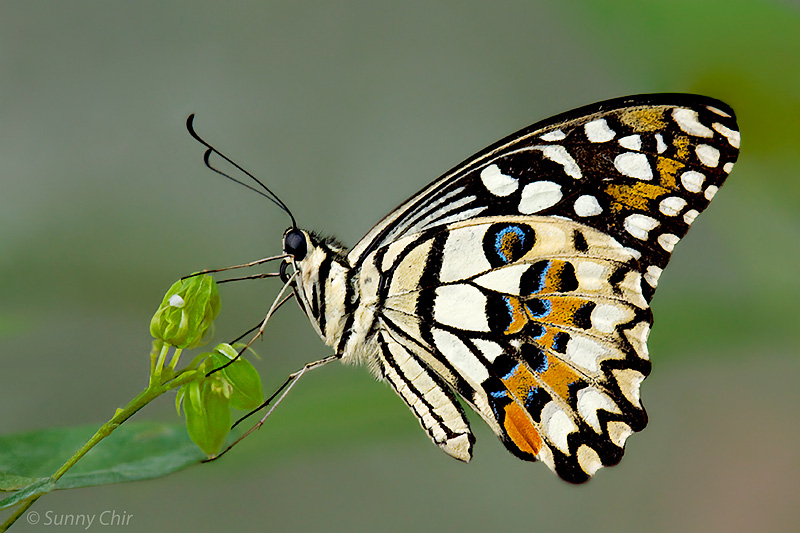 Butterflies of Singapore Life History of the Lime Butterfly v2.0