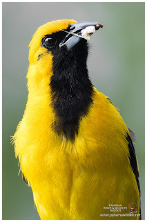 Yellow-backed Oriole (Icterus chrysater)