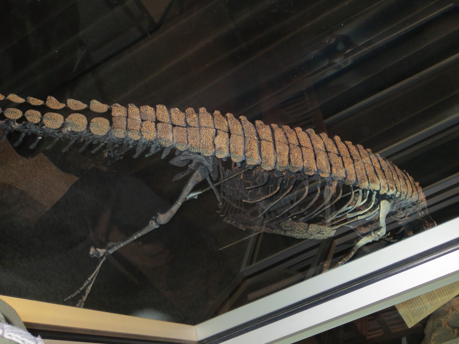 Equatorial Minnesota Fossil Crocs of the Science Museum