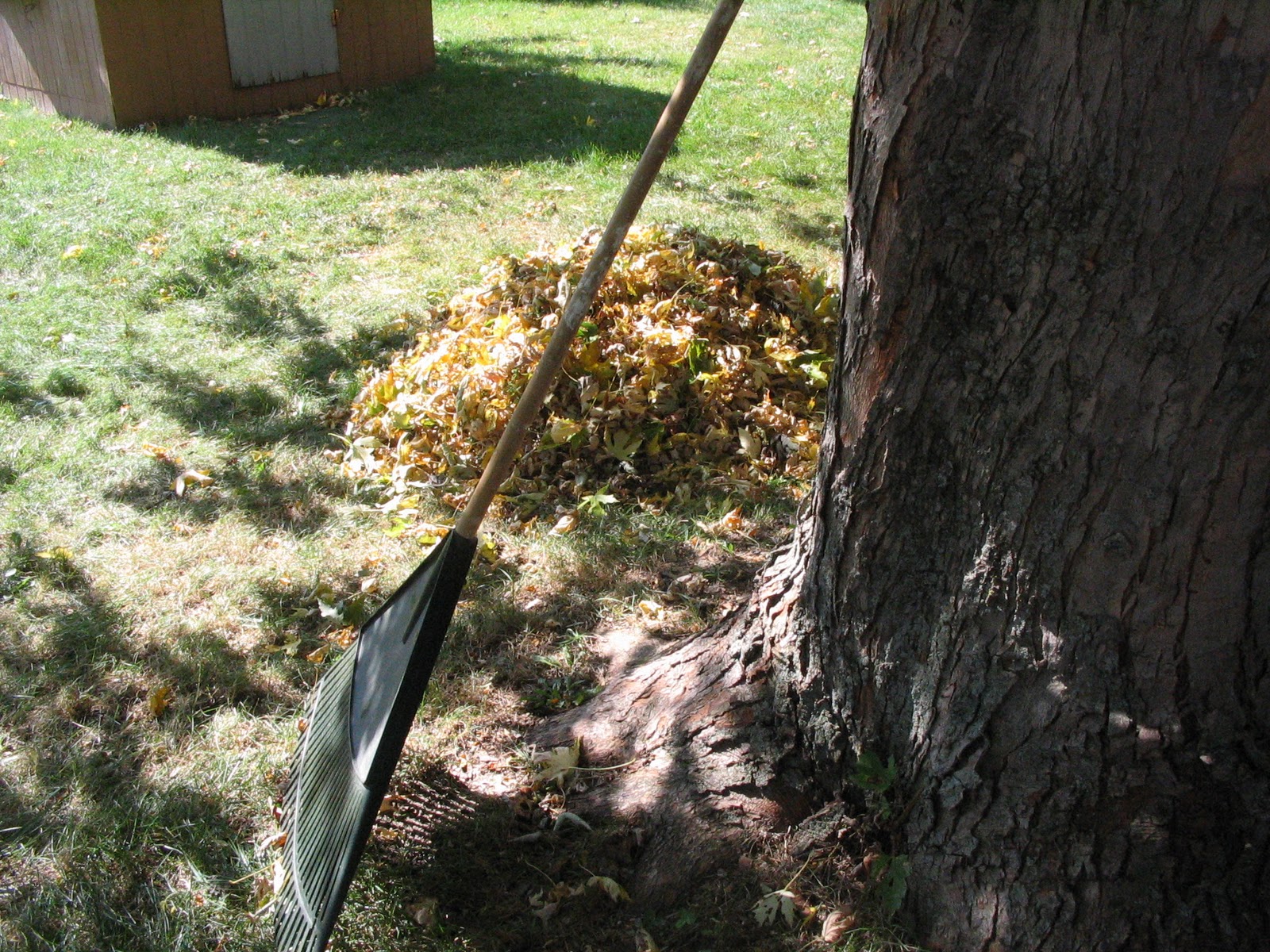 Kind Thoughts Raking Leaves Day!!