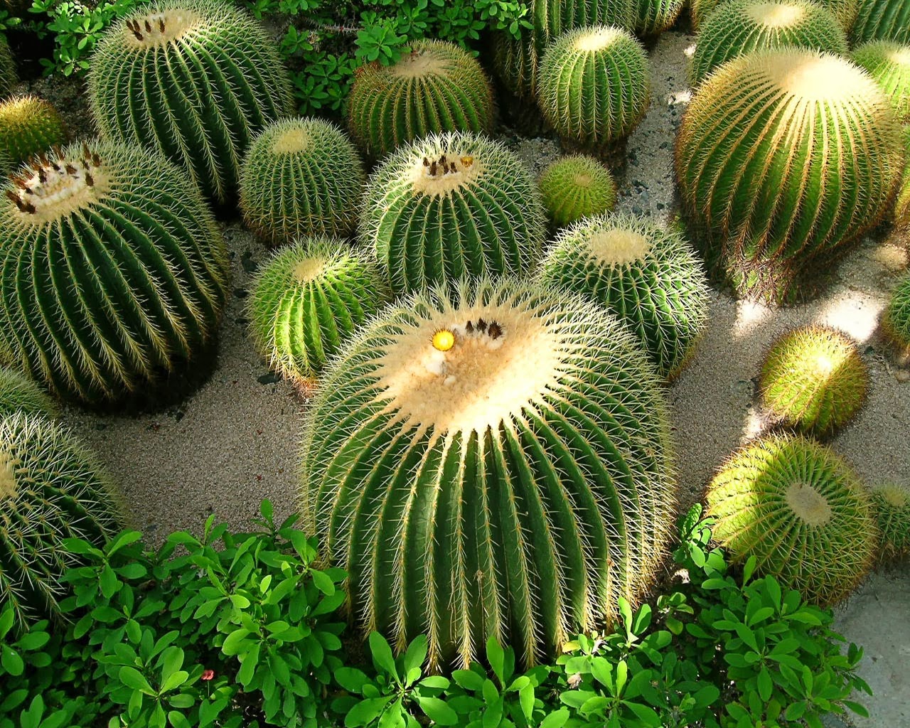 tips-penjagaan-pokok-kaktus-macam-macam-kaktus