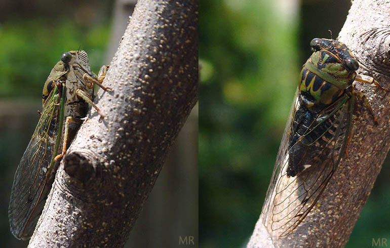 Крымская муха цикада. Цикада крымская. Кто трещит на деревьях в геленджике. Цикада крымская. Кто трещит на деревьях в геленджике.