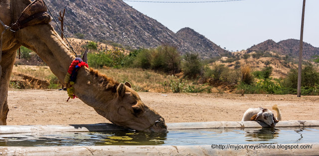 Camel Safari Pushkar