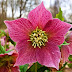 How To Grow Hellebores During Winter