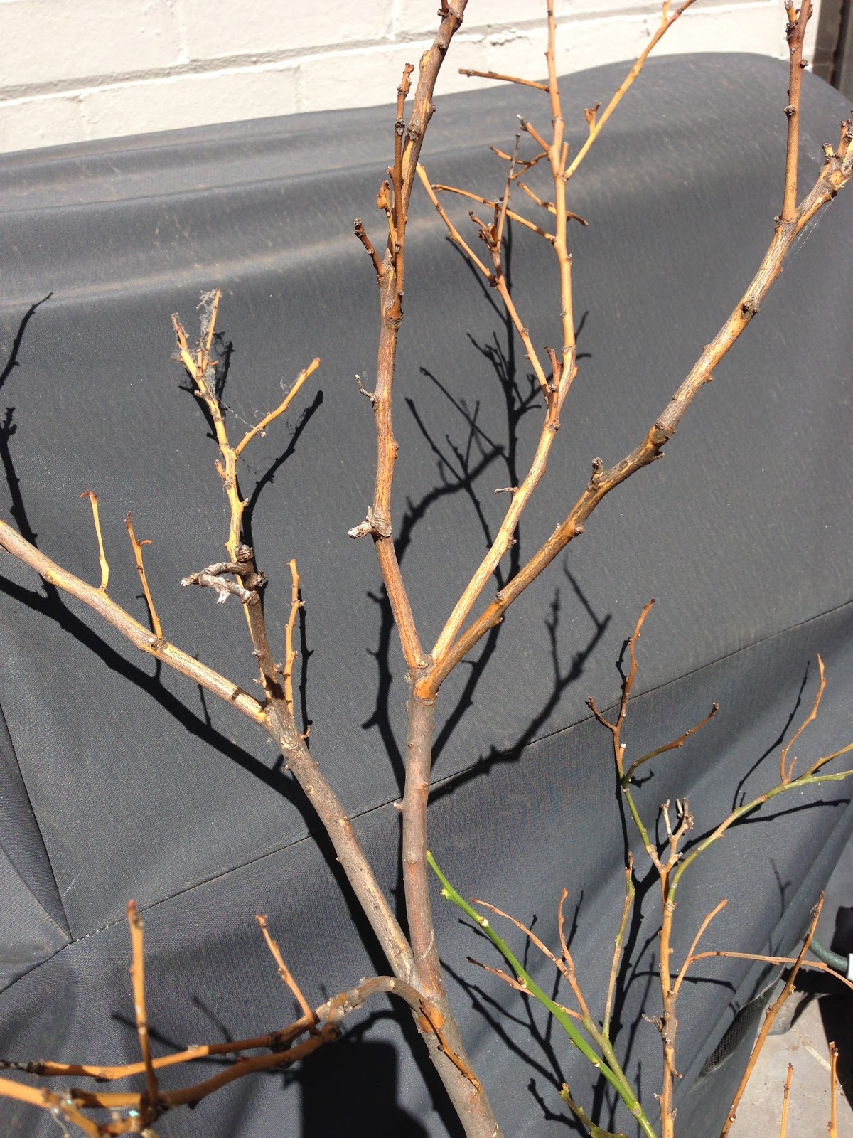 Style My Home Dead Lemon Tree to Perfect Ornament Tree