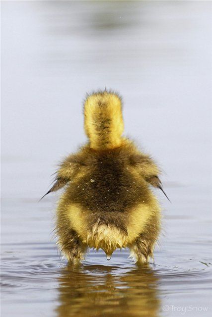 Gorgeous yellow downy duck in water