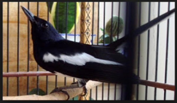 burung kacer salto