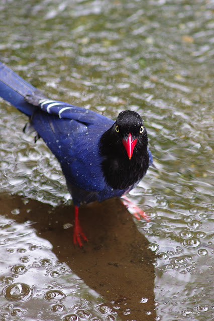 雞南山的台灣藍鵲，玩水中