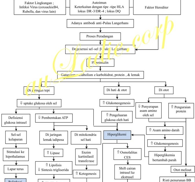 Nursing Path Pathophysiology Of Diabetes Mellitus Typ - vrogue.co