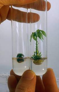 genetically engineered trees