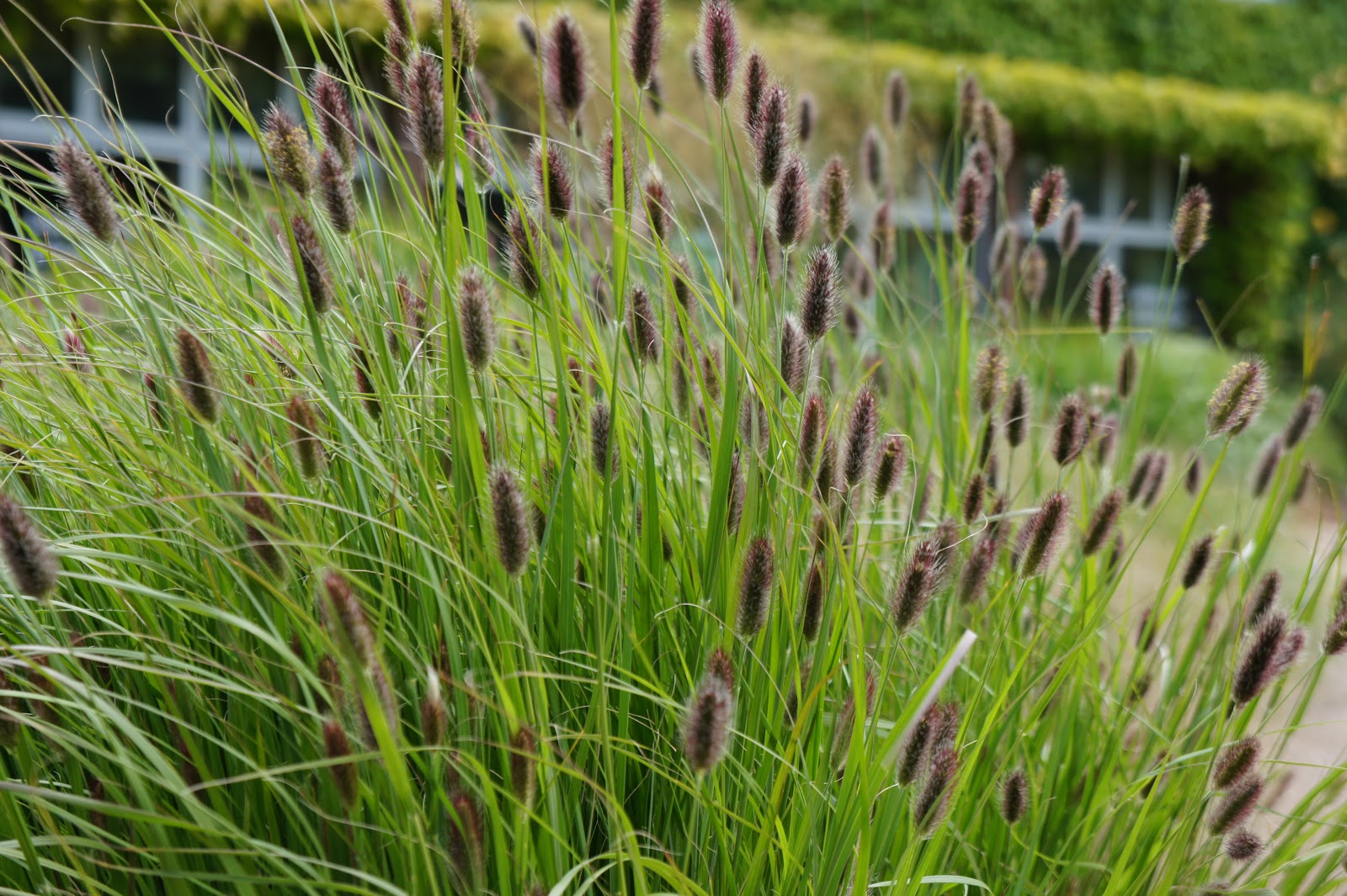 Garden Idle: RHS Wisley in Early Summer
