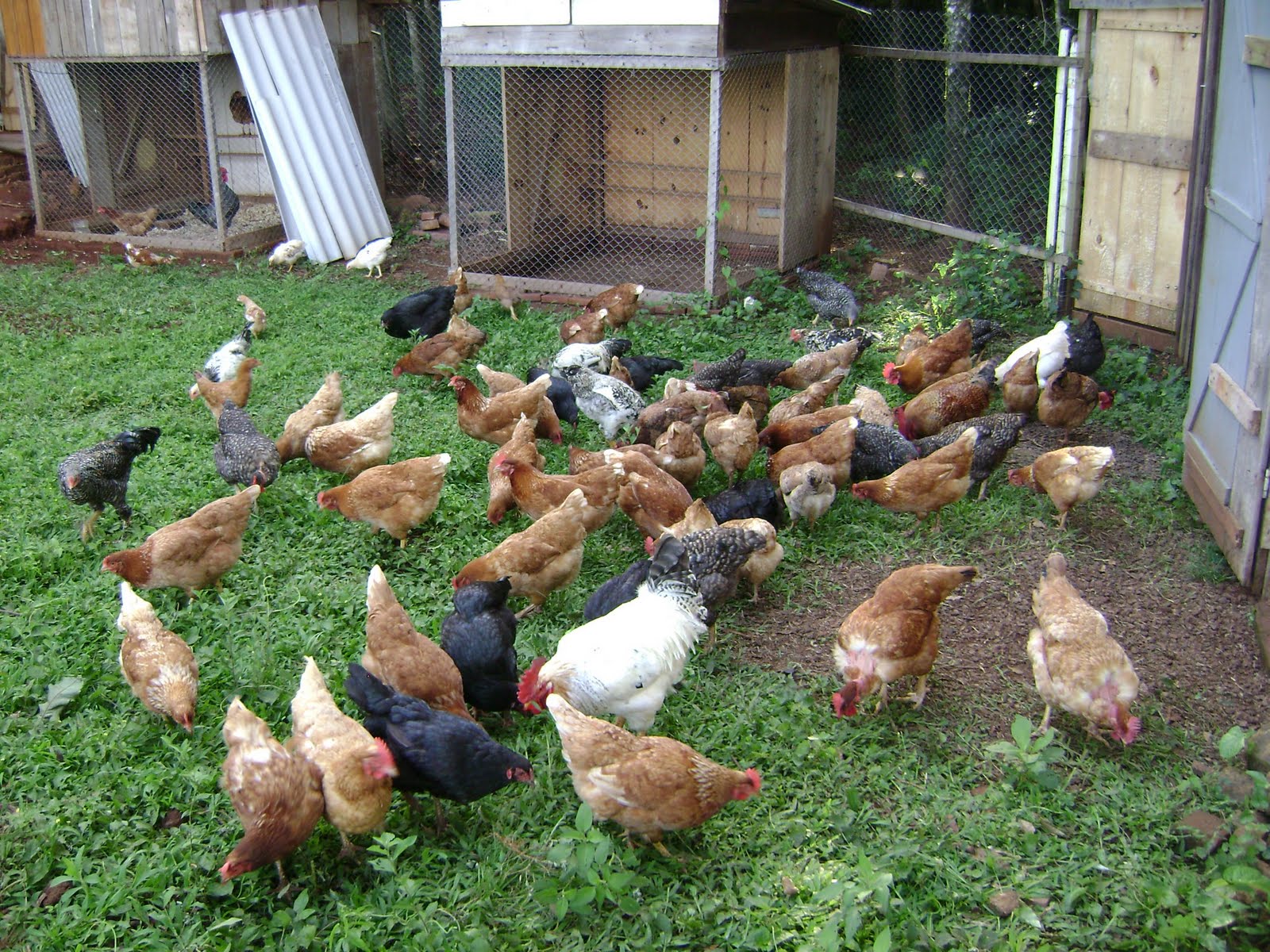 Galinhas A Venda No Rs EducaBrilha Galinhas A Venda No Rs EducaBrilha