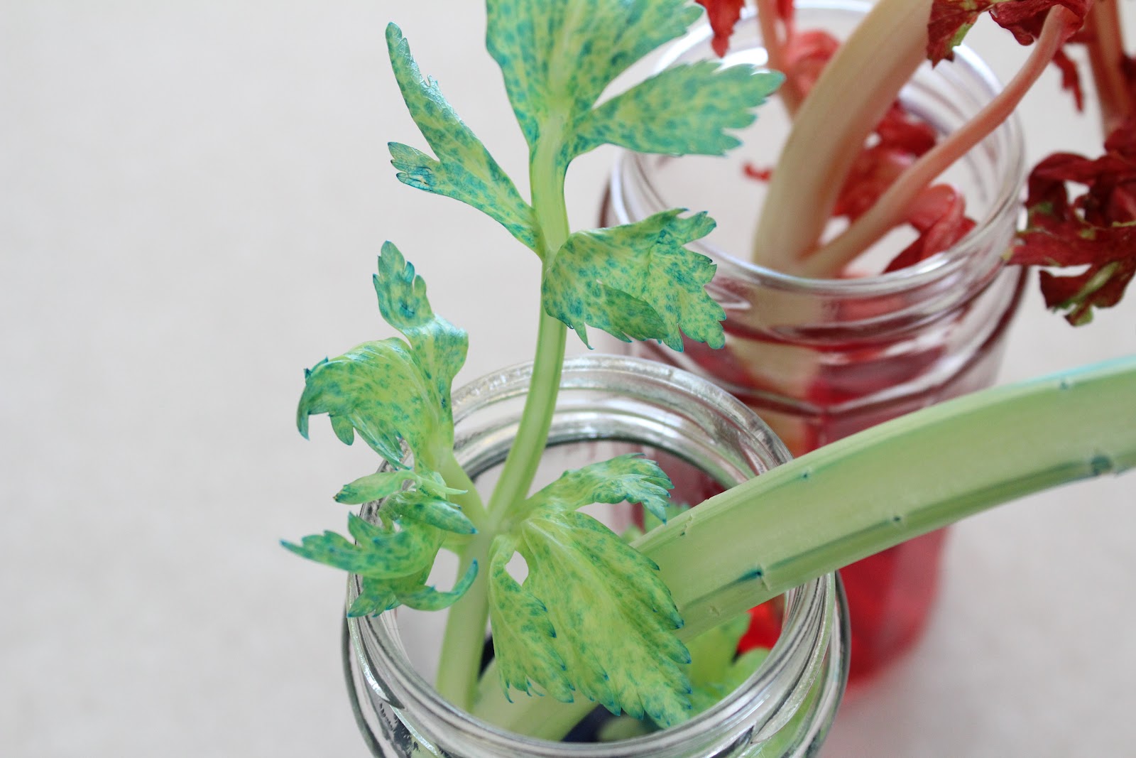 My Froggy Boy Easy Science Projects for Kids How plants absorb water