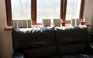 The shelves with their tomato seedlings The shelves with their tomato seedlings