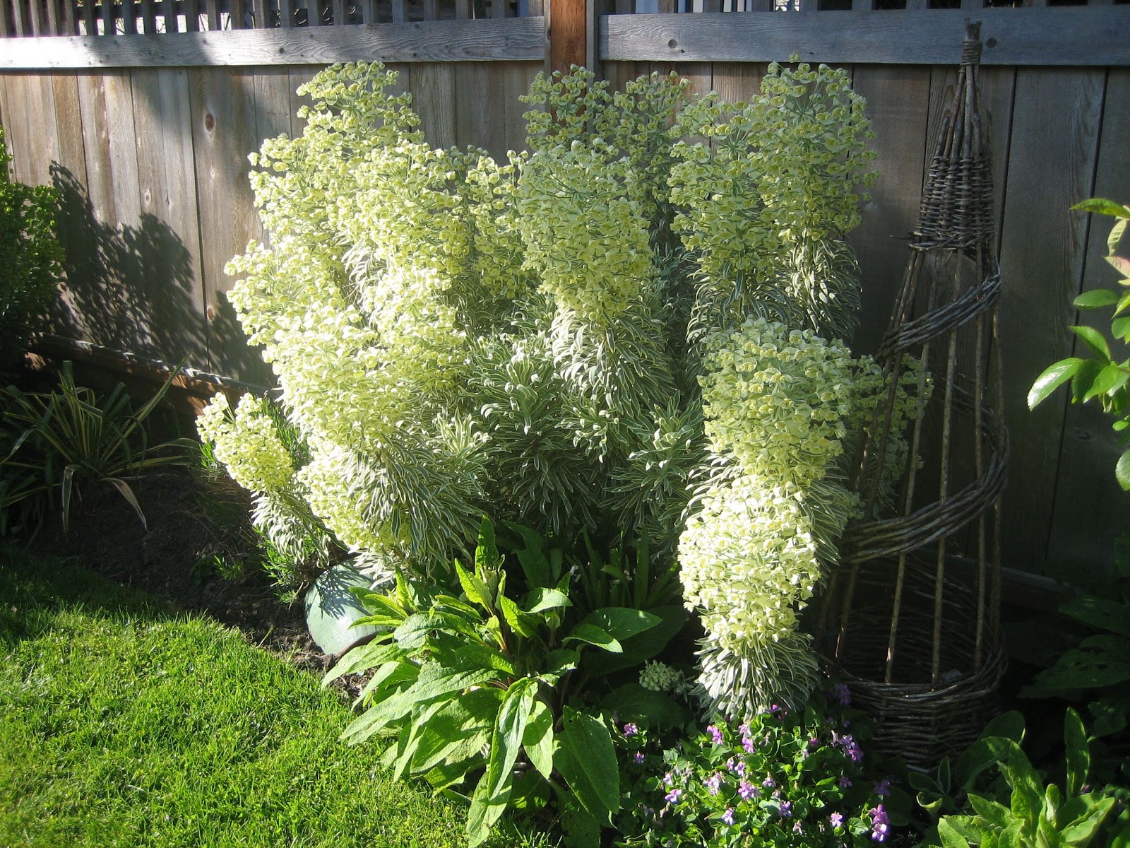 hostess of the humble bungalow Out and about among the plants...