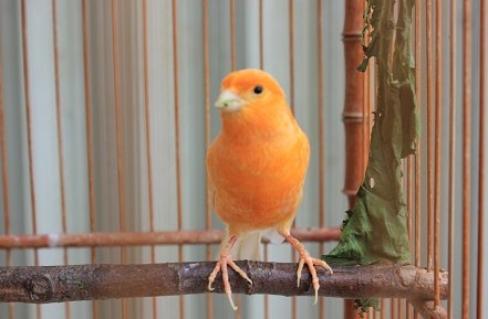 Tips Dan Cara Membedakan Burung Kenari Lokal Dengan Kenari Lokal