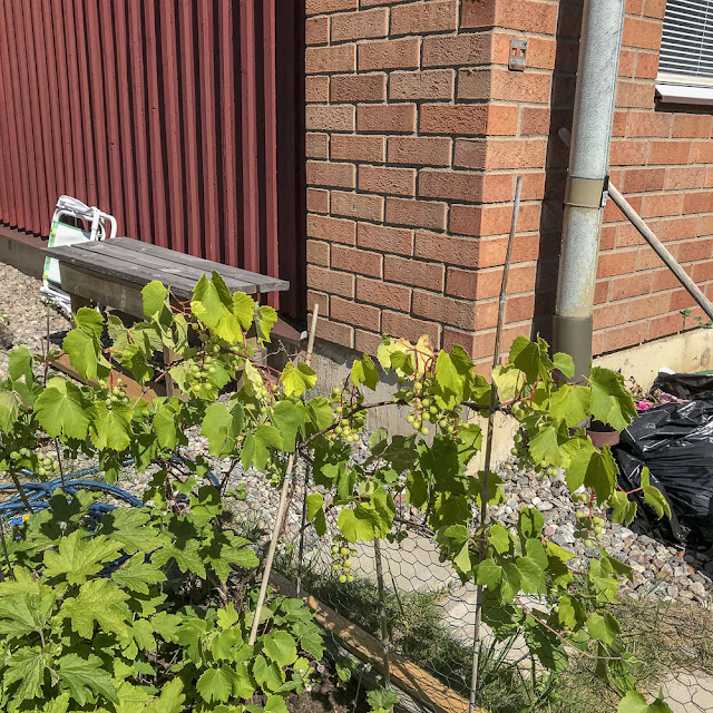 vindruvor, grapes vindruvor, grapes