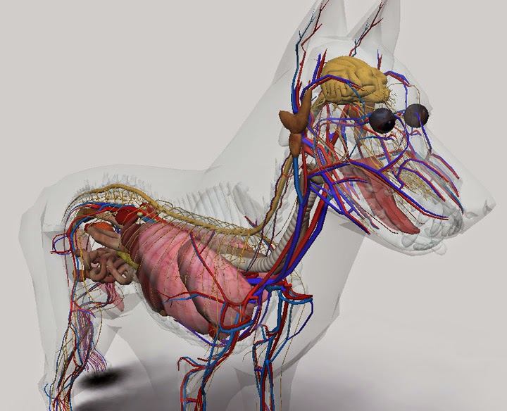 System animal. Лимфатическая система головы собаки. Нервная система собаки анатомия. Кровеносная система собаки анатомия. Нервы собаки анатомия.