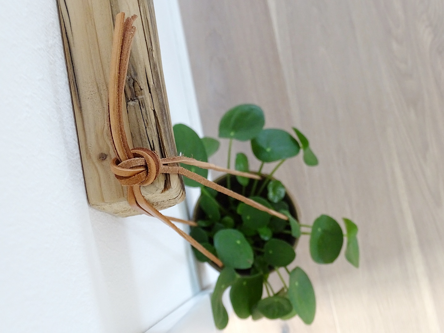Pilea Peperomioides | Fotoaktion #12von12 - 1 Tag in 12 Bildern | https://mammilade.blogspot.de Pilea Peperomioides | Fotoaktion #12von12 - 1 Tag in 12 Bildern | https://mammilade.blogspot.de