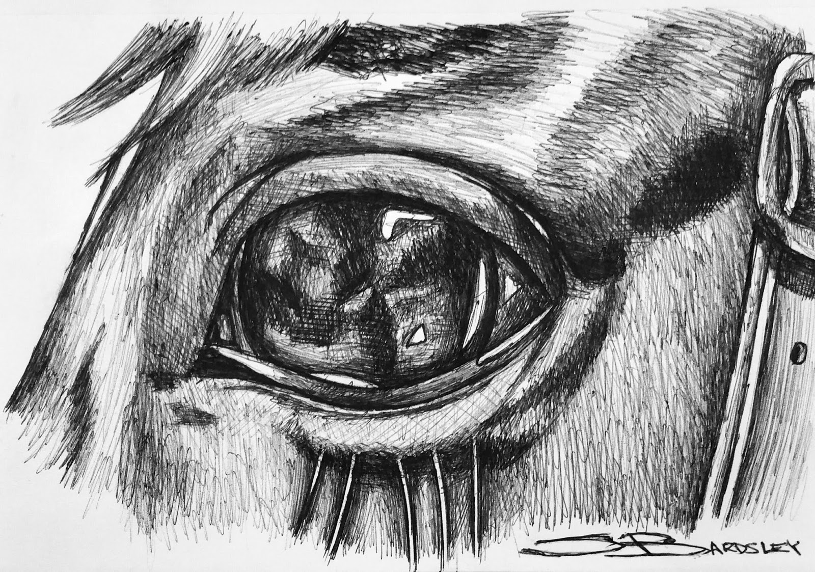 horse sketches barca fontanacountryinn com horse sketches
